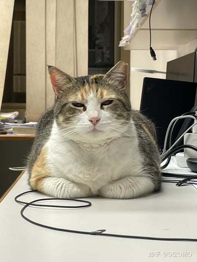 这是一张在办公室场景下拍摄的实拍照片，一只三花猫趴在办公桌上，眼皮半耷拉着，眼神困倦又无奈，神态像极了上班犯困的打工人。桌面可见数据线、电脑设备，背景是办公室的文件柜与窗户，整体氛围慵懒松弛，很容易引发职场人的情绪共鸣。