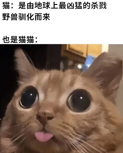 这是一张猫咪反差萌梗图，上方文字写着"猫：是由地球上最凶猛的杀戮野兽驯化而来"，下方文字"也是猫猫："配上一张表情呆萌的橘猫特写。猫咪有着异常放大的圆眼睛，舌头微微伸出，表情无辜可爱，与文字描述的"凶猛杀戮野兽"形成强烈反差，制造幽默效果。