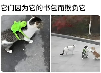 这是一张双图拼接的搞笑萌宠梗图。左图中一只灰白相间的猫咪背着绿色乌龟造型的书包，独自站在地面上，侧头望向一边，显得有些孤单。右图中，这只背书包的猫咪正被一只橘猫用爪子“攻击”，旁边还有一只白猫在旁围观。图片顶部配有文字“它们因为它的书包而欺负它”，将猫咪间的互动拟人化为“因特殊书包被欺负”的场景，营造出幽默又略带委屈的喜剧效果。