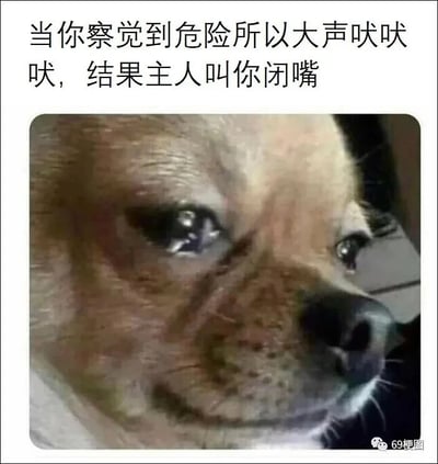 这是一张情绪共鸣类静态梗图，图片上方配有文字“当你察觉到危险所以大声吠吠吠，结果主人叫你闭嘴”，下方是一只小狗的脸部特写：小狗眼眶含泪，神情委屈低落，眼神里满是难过，仿佛正因为自己出于忠心为主人预警危险，却遭到主人的呵斥而倍感委屈。这张图将人们生活中常见的“出于好意付出或提醒，却不被理解反而被指责”的处境，代入到小狗的经历中，精准地传递出那种委屈、失落又无人诉说的情绪，能够引发众多有类似经历的人的强烈共鸣。