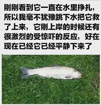 图片上半部分为文字描述，内容是“刚刚看到它一直在水里挣扎，所以我毫不犹豫跳下水把它救了上来，它刚上岸的时候还有很激烈的受惊吓的反应，好在现在已经它已经平静下来了”。下半部分是一张照片，显示一条鱼躺在绿色的草地上，身体静止不动。图片通过反差制造幽默效果：鱼本应生活在水中，所谓的“救援”实际上是将鱼从生存环境中移出，最终导致鱼“平静下来”（暗示死亡），形成强烈的讽刺意味。
