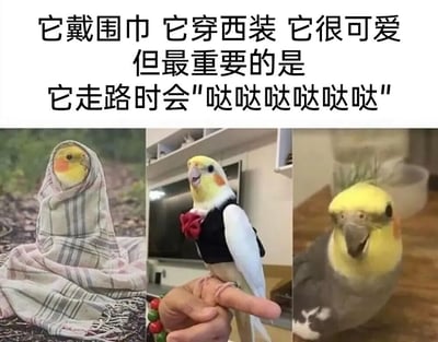 图片为三图横向拼接的图文混排内容，上方配有黑色文字：'它戴围巾 它穿西装 它很可爱 但最重要的是 它走路时会"哒哒哒哒哒哒"'。左侧图片中，玄凤鹦鹉被灰色格子围巾包裹，仅露出黄色的头部和脸颊，背景为户外自然环境；中间图片中，鹦鹉穿着黑色马甲并系着红色领结，站立在人的手指上，背景可见室内电视和书架；右侧图片为鹦鹉头部特写，黄色头顶羽毛蓬松，眼睛圆睁，嘴巴微张，背景为室内木地板。整体通过文字与图片结合，突出这只玄凤鹦鹉的多样穿搭、可爱外形及走路时发出的'哒哒'声这一趣味特点。