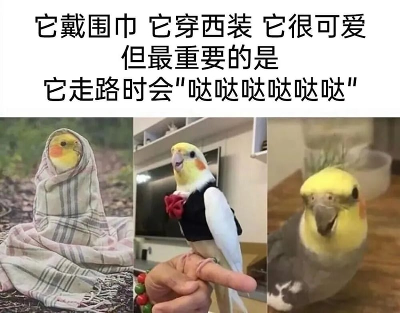 玄凤鹦鹉