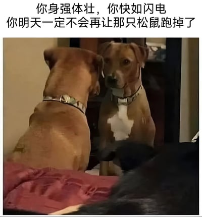 图片上方配有文字“你身强体壮，你快如闪电 你明天一定不会再让那只松鼠跑掉了”，下方是一只棕色带项圈的狗狗正对着镜子，镜中映出它自己的身影，仿佛在自我打气，场景幽默有趣，通过拟人化的方式表现狗狗立志抓住松鼠的决心。