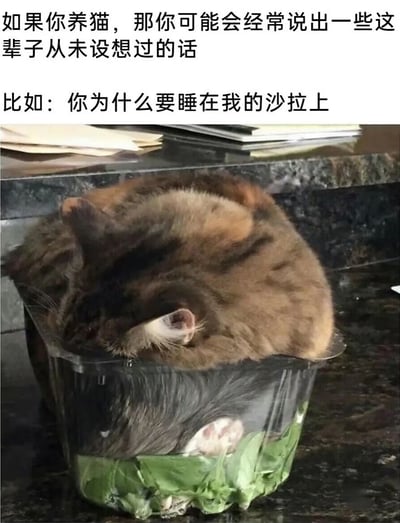 图片上方文字幽默指出养猫人常说意想不到的话，举例“你为什么要睡在我的沙拉上”。下方实拍图中，一只棕黑色猫咪蜷缩成球，熟睡在透明塑料沙拉容器里，容器内有绿色生菜叶，背景是深色厨房台面及散落的纸张笔记本。猫咪可爱睡姿与沙拉容器的荒诞搭配，展现宠物迷惑行为，引发养猫人共鸣。