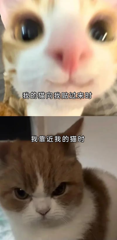 这是一张竖屏上下对比的趣味梗图，上半部分是一只橘白猫咪凑近镜头，圆睁双眼，神态软萌亲昵，配文“我的猫向我贴过来时”，展现出猫咪主动亲近主人的温馨场景；下半部分是一只橘白猫咪，眉头紧皱，眼神不满，表情嫌弃，配文“我靠近我的猫时”，呈现出主人主动靠近时猫咪抗拒的状态。通过这种强烈的表情和场景反差，调侃猫咪“双标”的傲娇性格，精准戳中养猫人群的日常体验，引发共鸣。