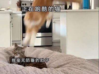 这是一张室内场景的宠物趣味截图，画面中一只橘白相间的猫咪正处于跳跃的动态中，仿佛在进行“跑酷”，下方的灰色斑纹猫咪正毫无防备地仰躺在柔软的毯子上，露出肚子，它的眼神带着惊讶与慌张。图片为两个猫咪分别配上了贴合场景的文字：上方标注跳跃的猫咪为“正在跑酷的猫”，下方标注躺平的猫咪为“我毫无防备的肚子”，生动地营造出搞笑的氛围，展现了猫咪日常互动中的有趣瞬间。