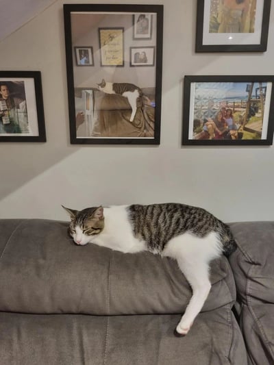 照片展示了一个温馨的家居场景：一只灰白条纹的猫咪正四仰八叉地熟睡在灰色沙发的靠背上，姿态十分放松惬意。而在它头顶上方的墙上，挂着一幅显眼的相框，相框中竟然是同一只猫以几乎一模一样的姿势躺在某个表面上的照片。这种现实与照片中猫咪睡姿的完美同步形成了有趣的视觉呼应，展现了宠物与主人生活中可爱的巧合瞬间。
