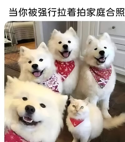 图片中四只萨摩耶犬和一只白猫戴着红色领巾坐在一起，表情各异。上方文字写着'当你被强行拉着拍家庭合照'，用宠物们的表情对比幽默展现了被迫参与集体活动的无奈与家人的积极配合。其中三只萨摩耶咧嘴微笑，显得十分开心，而最前方的萨摩耶表情略显勉强，旁边的白猫则眼神冷淡，仿佛是那个被强行拉来拍照的'你'。