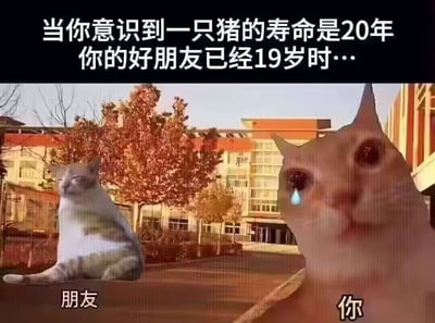 图片上方为黑色背景白色文字：'当你意识到一只猪的寿命是20年 你的好朋友已经19岁时…'，下方是两张拼接的猫图片。左侧猫标注'朋友'，眯眼表情淡定；右侧猫标注'你'，眼睛含泪，表情悲伤。背景为户外场景，有树木和多层楼房。通过将朋友19岁与猪20年寿命对比，制造出朋友即将'到期'的幽默调侃效果，属于好友间的玩笑式互动。