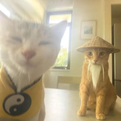 室内桌面场景中，两只猫咪被主人搭配了武侠风格的道具：前景的白灰猫咪凑近镜头，眯着眼睛一脸惬意慵懒，脖子上佩戴着印有太极图案的黄色服饰，宛如刚入门的小徒弟；后方的橘猫端正坐着，头戴斗笠、粘着长长的白色假胡须，眼神一本正经，活像个严肃的武林老师傅，画面充满反差萌，搞笑又治愈。
