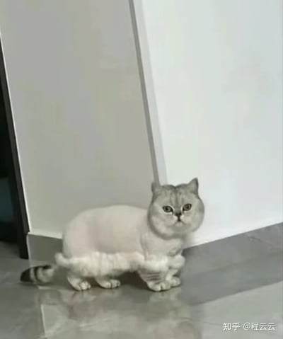 这是一张室内原始拍摄的照片，主体是一只英短银渐层猫咪：它的身体大部分毛发被剃除，仅保留了头部、四肢、尾巴，以及身体下缘一圈类似裙摆的毛发，造型十分滑稽。猫咪蹲在墙角，圆溜溜的眼睛带着委屈、无奈的神情，既让人觉得好笑，又有点心疼，这种独特的剃毛造型带来强烈的反差感，成为画面的趣味核心。