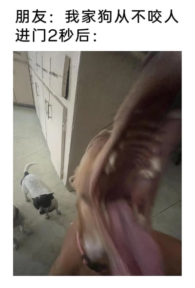 这是一张充满反差感的搞笑宠物实拍图，上方配文分为两部分，先是朋友的话语“我家狗从不咬人”，接着是“进门2秒后：”，引出下方的画面。画面中前景的狗张大嘴巴，露出牙齿和舌头，近距离凑向镜头，视觉上给人一种要扑咬的错觉，而背景里还有两只狗，其中一只黑白花色的狗尾巴翘起，看起来比较平静。整个内容通过朋友的话语和实际画面的强烈反差，制造出搞笑的“打脸”效果，实际上这只狗大概率是出于兴奋才凑近镜头，并非真的要咬人，生动展现了宠物带来的日常趣事。
