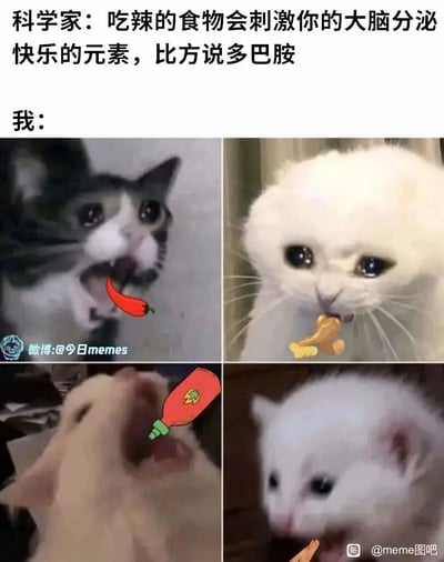 这是一张四格拼接的搞笑图文梗图，上方配有科学家的言论，指出吃辣的食物可刺激大脑分泌多巴胺等快乐元素；下方四格图以四只表情神态各异的猫咪，生动演绎“我”得知该消息后的反应：第一只猫咪瞪大双眼、大张嘴巴，激动地“吃”着辣椒；第二只猫咪双眼含泪，委屈地叼着鸡腿；第三只猫咪仰头张嘴，急切地对着辣酱瓶准备大口灌入；第四只猫咪专注地大张嘴巴进食。通过给猫咪P上相关食物图案，结合猫咪的夸张神情与动作，幽默地展现出为了获取快乐感而疯狂吃辣、加辣的搞笑状态，精准戳中喜欢吃辣或追求快乐感的人群的笑点，充满趣味。