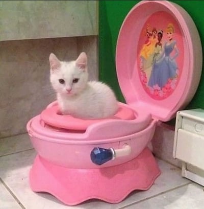 一只雪白的小猫正端坐在一个粉色的儿童玩具马桶里，马桶盖敞开着，内侧印有迪士尼公主们的图案。小猫眼神呆萌，耳朵竖起，身体蜷缩成一团，与周围的浴室环境形成有趣对比。整个画面充满了反差萌，可爱又搞笑。