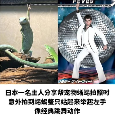 图片分为左右两部分，左侧是一只绿色蜥蜴站立在岩石上，抬起左前肢，姿态独特；右侧是一位穿着白色迪斯科服装的男子，在迪斯科球背景下摆出经典的舞蹈姿势，同样抬起左手。两张图片通过相似的肢体动作形成有趣对比，下方配有文字说明这是日本一名主人为宠物蜥蜴拍照时意外捕捉到的巧合瞬间。