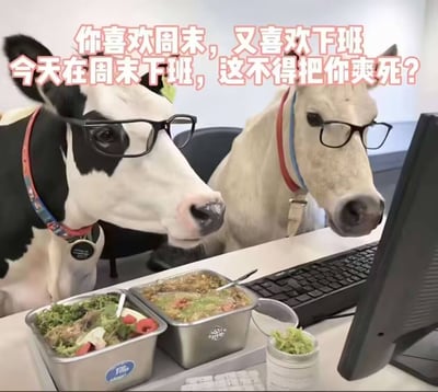 这是一张搞笑合成梗图，将两头佩戴黑框眼镜的奶牛拟人化为办公室打工人，放置在工位场景中：两头牛坐在办公桌前看向面前的电脑屏幕，桌上摆放着两份装着食物的不锈钢餐盒与小罐蘸料，模仿上班族带饭上班的状态。图片顶部配有粉色醒目文字：“你喜欢周末，又喜欢下班，今天在周末下班，这不得把你爽死？”，用戏谑的口吻精准戳中打工人在周末到来时下班的愉悦心情，极易引发职场人群共鸣。