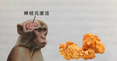 这是一张经过P图改编的静态单图，画面左侧是一只头部被修改、露出粉色大脑的猕猴，猕猴的大脑上方有黑色文字标注“神经元激活”，猕猴表情专注，略带渴望地看向画面右侧；画面右侧摆放着两块外皮金黄酥脆的炸鸡腿。这张图用拟人化的方式，将人类看到喜爱的美食时的心理活动，用“神经元激活”这个带有科学感的表述具象化，生动地表现出炸鸡这类美食的诱惑力，以及人们对它的强烈喜爱，是一则充满趣味的搞笑梗图。