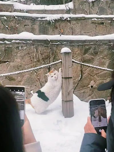 图片中，一只可爱的三色猫咪在白雪覆盖的户外环境中抱着一根木桩，看上去非常呆萌，姿势像是“跳钢管舞”或“抱柱取暖”。猫咪一脸疑惑又无辜的表情，四周两位游客正用手机拍照，画面充满了治愈和搞笑氛围。整张图让人不禁联想到猫咪的社交地位和可可爱爱的日常。

*此图有轻微“猫咪跳钢管舞”双关搞怪意味*。