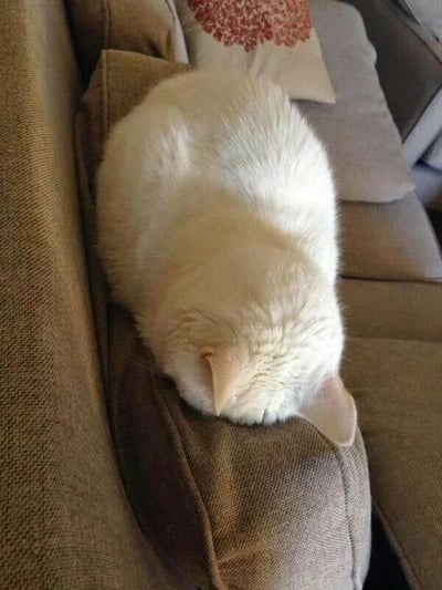 图片中是一只通体雪白的猫咪，正蜷缩成一团安静地睡在棕色的沙发扶手上。猫咪双眼紧闭，耳朵自然垂下，毛发蓬松柔软，姿态十分放松。沙发背景中可见一个带有红色花纹的米色枕头，整体场景温馨舒适，充满生活气息。