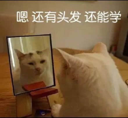 猫咪照镜子发现还有头发 励志继续学习
