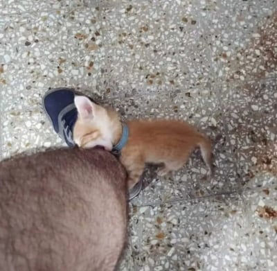 一只戴着蓝色项圈的小橘猫正仰头舔舐人的腿部，猫咪闭着眼睛，表情惬意享受。画面中能看到人的棕色裤子和深蓝色鞋子，背景是带有彩色小石子的水磨石地面。整体场景温馨治愈，展现了宠物与主人间亲密的互动瞬间。