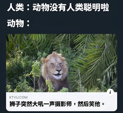 图片上方文字显示“人类：动物没有人类聪明啦”，下方“动物：”后配一张狮子在草丛中的照片，底部文字说明“狮子突然大吼一声摄影师，然后笑他。”。通过人类自夸聪明与狮子实际行为的对比制造幽默效果，暗示动物可能以自己的方式“嘲笑”人类的自大。