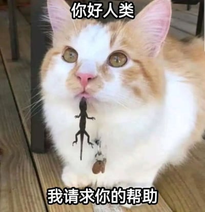 一张近距离拍摄的橘白相间猫咪照片，猫咪有着圆溜溜的黄色眼睛和粉色鼻头，表情看起来十分无辜。它的嘴巴里叼着一只黑色的小蜥蜴，蜥蜴身体悬空。图片上方有白色文字“你好人类”，下方有白色文字“我请求你的帮助”。背景是木质地板，整体画面通过猫咪无辜的表情与口中蜥蜴形成反差萌，营造出幽默的“求助”场景。