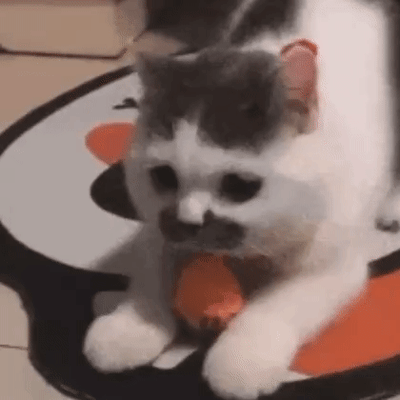 一只灰白相间的猫咪正趴在印有百事可乐标志的圆形垫子上，它前爪抱着一个橙色的小玩具，眼睛圆溜溜地注视着前方，表情平静又可爱。猫咪的身体随着轻微的呼吸有小幅起伏，整体画面呈现出一种温馨治愈的氛围，让人忍不住想rua一下这只乖巧的小猫咪。