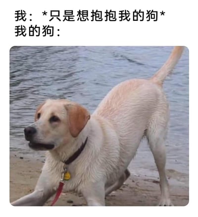 这是一张贴合养宠人日常的搞笑梗图，上方文字分为两部分，第一部分以主人的视角表达了想要和狗狗亲昵拥抱的简单愿望，第二部分引出下方的图片内容。图片中是一只刚从水里出来的拉布拉多犬，全身毛发被水浸透，四肢呈现出即将扑跃的姿态，表情看起来兴奋又“莽撞”，生动地还原了狗狗完全不顾及主人想要干净拥抱的需求，反而带着一身湿水准备扑过来的场景，通过这种愿望和现实的反差，制造出搞笑的效果，能让养宠人产生强烈的共鸣。