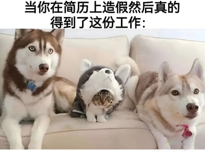 图片上方有文字'当你在简历上造假然后真的得到了这份工作：'，下方是三只动物坐在沙发上的场景。左右两边是真实的哈士奇，表情平静地看着前方；中间是一只穿着哈士奇服装的猫，淡定地坐在中间，形成一种'混入其中'的搞笑对比，暗喻简历造假者成功混入职场后，身处真实有能力的同事之间时的尴尬又心虚的状态。