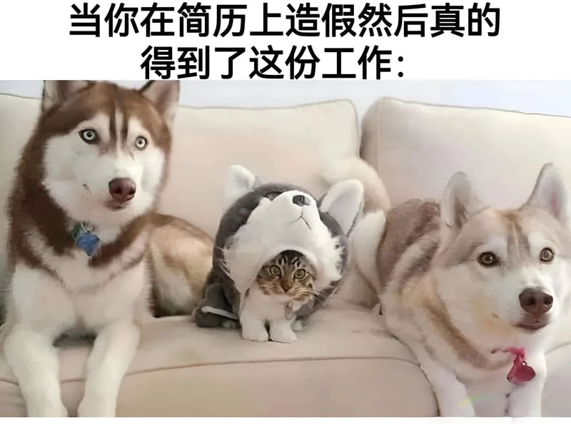 哈士奇