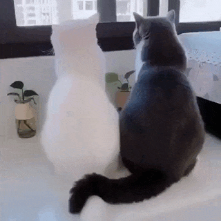 这是一段动态GIF，画面里一只纯白色猫咪和一只灰黑色猫咪背对着镜头，一同看向窗外。灰黑色猫咪的尾巴搭在白猫的臀部位置，从背面视角看过去，仿佛白猫长了一条黑色的尾巴，形成了有趣的视觉错位效果，画面温馨又充满趣味，让人忍俊不禁。
