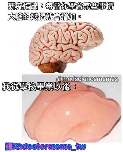 这是一张上下对比的幽默梗图。上图展示了一个布满褶皱的大脑模型，配文“研究指出：每当你学会某些事情大脑的褶皱就会增加。”；下图则是一个光滑无褶皱的大脑模型，配文“我从学校毕业以后：”，通过夸张的对比幽默地表达了毕业后知识遗忘、大脑“变光滑”的自嘲情绪。图中底部有水印“@medsciencmemes”和翻译标注“譯IG:doctormeme_tw”。