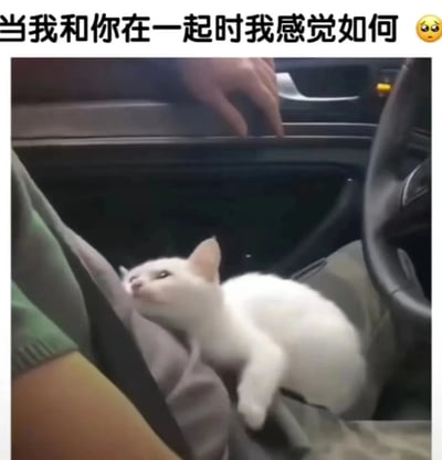 图片中是一只白色的小猫坐在汽车座椅上，仰头望向斜上方，眼神中带着一丝好奇与依赖。旁边能看到一只人手轻轻搭在车门内侧，营造出温馨的互动感。图片顶部配有文字“当我和你在一起时我感觉如何”，并附带一个带有泪光的悲伤表情符号😥，整体传递出一种与亲近之人相处时复杂而细腻的情感，既有陪伴的温暖，又可能夹杂着一丝不易言说的委屈或不舍。