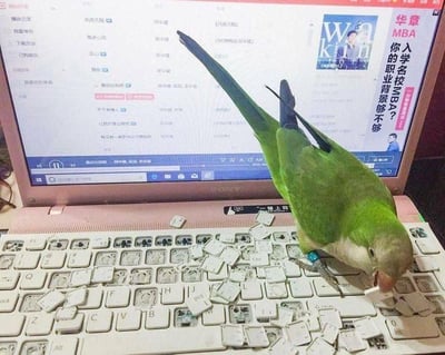 这张真实拍摄的照片中，一只绿白相间的和尚鹦鹉站在一台索尼笔记本电脑的键盘上，键盘上的大量键帽已被鹦鹉啄咬脱落，散落得杂乱不堪。电脑屏幕上同时打开着音乐播放界面和华章MBA的广告，一边是宠物调皮拆家的混乱场景，一边是日常的电脑使用界面，形成了搞笑又无奈的反差感，生动展现了宠物的调皮破坏力，很容易引发养宠人士的共鸣。
