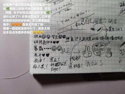 这是两名高三学生在晚自习期间，以稿纸上的一只真实虫子为核心进行的搞怪创作，在写有数学演算的方格稿纸上手绘了大量玩梗涂鸦与文字，将虫子联想出被“怪制”“暴露”“展开”等带有玩梗性质的情节，还搭配了搞怪表情、手势涂鸦，标注出“甚至SM？”“我好了”等网络热词。旁边的配文里，作者自称是其中一员，吐槽高三学习生活的压抑，调侃虫子“遭遇毒手”，同时向网友索要“吊图”，整体是高三学生释放学业压力的趣味自嘲内容，充满青春期学生的玩梗风格。