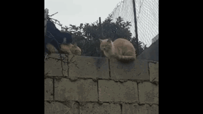 这是一段GIF动图，画面里三只猫待在水泥墙墙头上，其中一只黑猫突然将身旁的橘猫从墙头上推下去，剩下的另一只橘猫转头露出惊讶的表情，整个场景意外又搞笑，仿佛现实版的“背后偷袭”，充满了趣味性。
