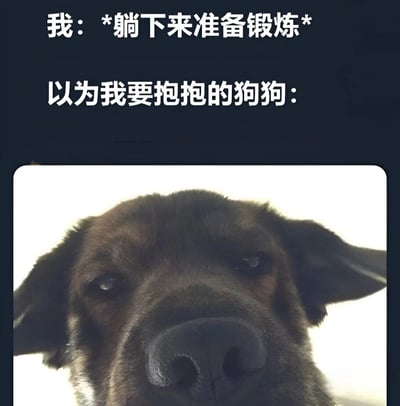 图片上方为两行文字，分别是“我：*躺下来准备锻炼*”和“以为我要抱抱的狗狗：”，下方是一张狗狗的特写照片。狗狗的眼睛看向镜头，表情看起来有些期待和专注，似乎正凑近观察。整体通过文字与图片结合，幽默地展现了主人准备锻炼时，狗狗误以为要抱抱的可爱误会场景。