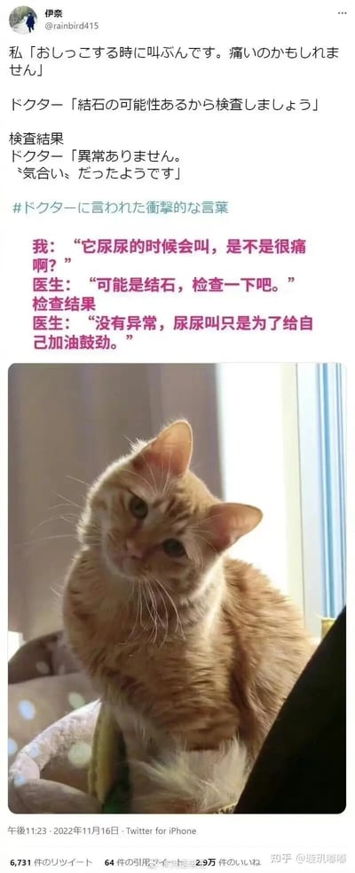 这是一则由社交媒体帖子和猫咪照片组成的图文混排内容，上方是Twitter用户伊奈发布的日文动态及其中文翻译，内容讲述主人发现自家橘猫在排尿时会发出叫声，担心猫咪身体不适便带它前往宠物医院检查，医生最初怀疑是结石问题，检查后却发现猫咪身体没有任何异常，排尿时的叫声只是猫咪在给自己加油鼓劲；下方配了这只橘猫的照片，橘猫歪着脑袋看向镜头，眼神懵懂软萌，模样十分可爱。整个内容将猫咪拟人化，充满了治愈又搞笑的氛围，让读者感受到萌宠的有趣日常。