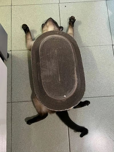 一只暹罗猫仰躺在浅色瓷砖地板上，四肢自然伸展，身体被一个大号椭圆形瓦楞纸猫抓板完全覆盖，仅露出头部、爪子和尾巴。猫咪表情放松，眼神平和，整体画面呈现出一种慵懒治愈的居家氛围，展现了宠物与日常用品互动的温馨场景。