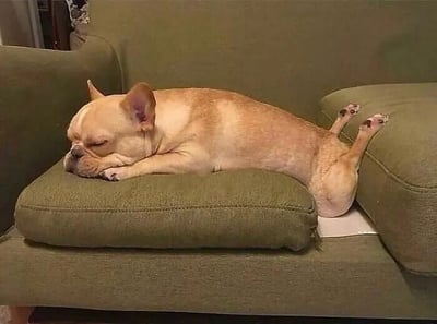 一只浅棕色的法国斗牛犬正舒适地蜷缩在绿色布艺沙发上熟睡。它侧卧着将头枕在沙发扶手上的软垫上，前爪自然弯曲收拢，后腿向后伸直并微微分开，露出粉嫩的脚垫，耳朵耷拉着，双眼紧闭，表情十分安详，整个画面充满温馨治愈的氛围。