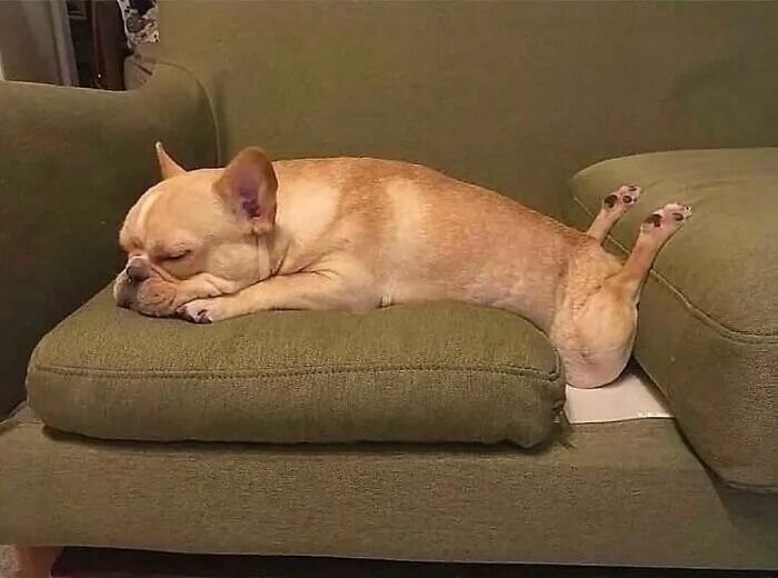 法国斗牛犬