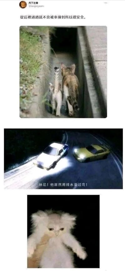 这是一张三格拼接的搞笑梗图，结合真实猫咪照片与《头文字D》经典场景元素。第一格两只猫咪走进排水渠配文安全提示；第二格是动漫排水渠过弯名场面配文惊讶感叹；第三格是表情震惊的猫咪呼应反差笑点，通过猫咪行为与动漫梗结合制造幽默。
