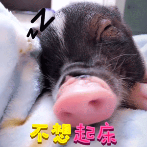 熟睡小猪的摆烂日常：不想起床也不想上班