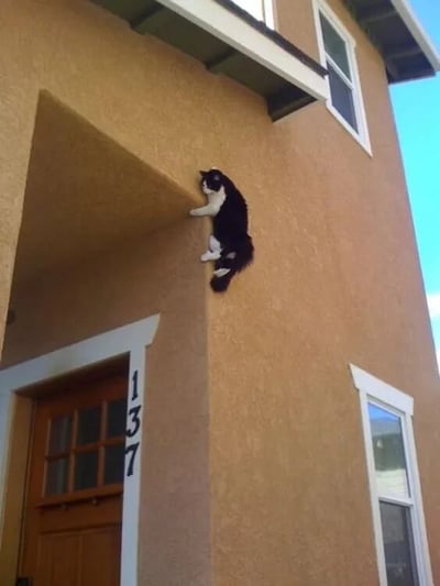 一只黑白相间的猫咪正攀爬在棕黄色的房屋外墙上，前爪紧紧抓住墙壁边缘，身体悬空，姿态宛如在进行惊险的攀岩运动。房屋墙面带有白色窗框，底部可见木质房门及门旁的黑色数字“137”。背景是晴朗的蓝天，整体场景发生在白天，展现了猫咪调皮好动、勇于探索的一面。