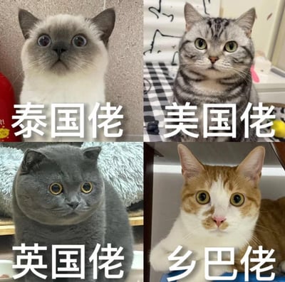 这是一张四格拼接的搞笑梗图，分别用四个不同品种的猫咪对应不同的地域称呼：左上是重点色猫咪标注“泰国佬”，右上是美国短毛猫标注“美国佬”，左下是英国短毛蓝猫标注“英国佬”，右下是中华田园橘白猫标注“乡巴佬”。通过将品种猫对应其原产国，最后用本土田园猫玩反差戏称，制造出幽默的效果，四只猫咪都有着呆萌的表情，整体风格轻松搞笑，深受宠物爱好者喜爱。