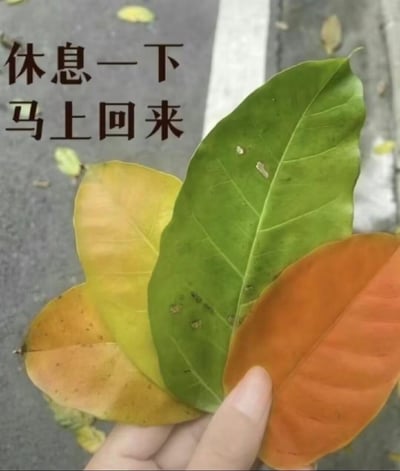 图片主体为一只手握着几片颜色各异的树叶，包括绿色、黄色和橙色，展现出自然的色彩渐变。背景是灰色的路面，散落着一些枯叶，营造出秋日或日常户外的氛围。左侧有黑色中文文字“休息一下 马上回来”，整体给人一种温馨、放松的感觉，适合作为短暂离开的提示图。