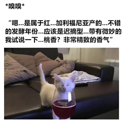 图片上方配有幽默文字，内容为“*嗅嗅* ‘嗯...是属于红...加利福尼亚产的...不错的发酵年份...应该是迟摘型...带有微妙的我试说一下...桃香？非常精致的香气’”。下方是一只白色猫咪站在黑色沙发上，正低头专注地嗅闻一个装有红色液体的高脚杯，表情认真，仿佛在专业品鉴红酒。整体通过猫咪的可爱动作与人类红酒品鉴的专业术语形成反差萌，营造出搞笑幽默的效果。