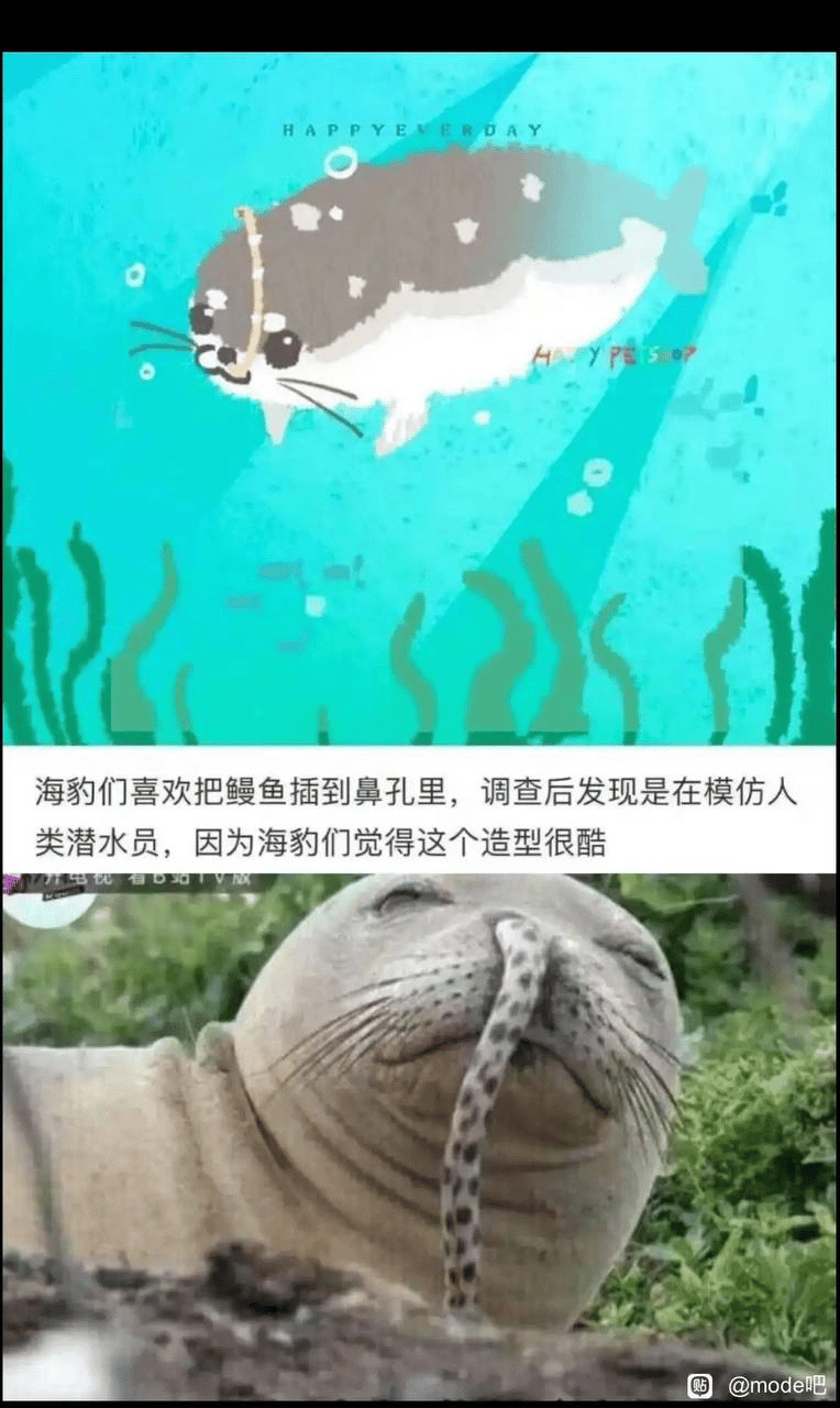 海豹
